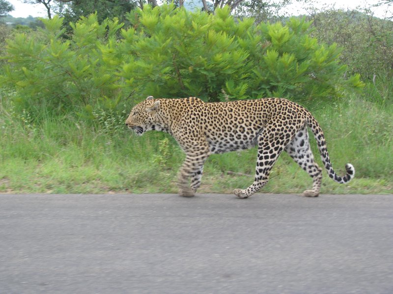 leopard from kruger park.. found the photo