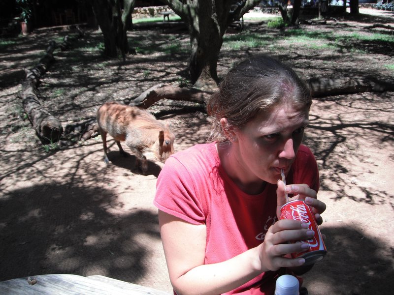 Gemma Oblivious to a wandering warthog