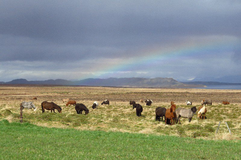 Icelandic Rainbow!