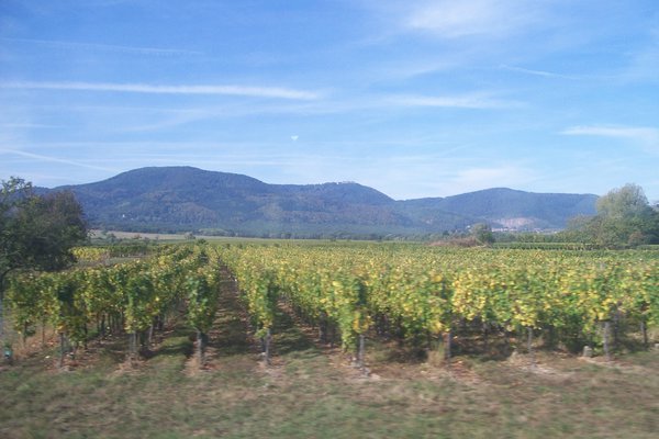 Alsace vineyard