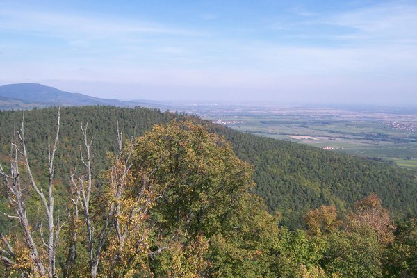 Looking at the Vosges