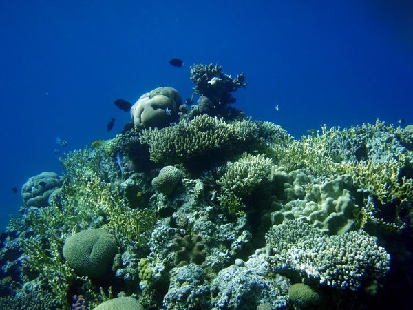 pretty Corals