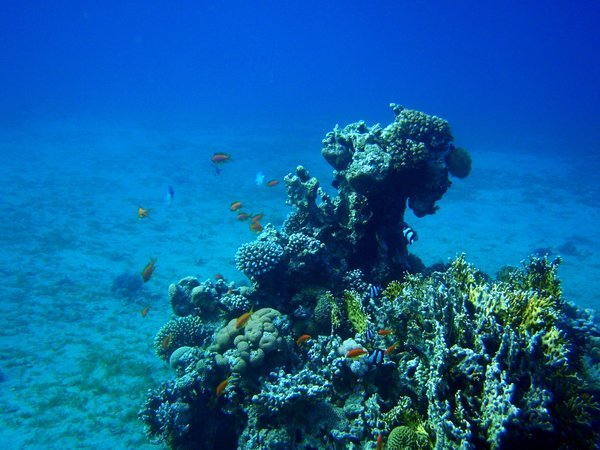 underwater life