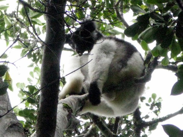 White Lemurs 2