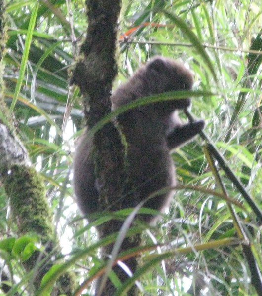 Bamboo Lemur!