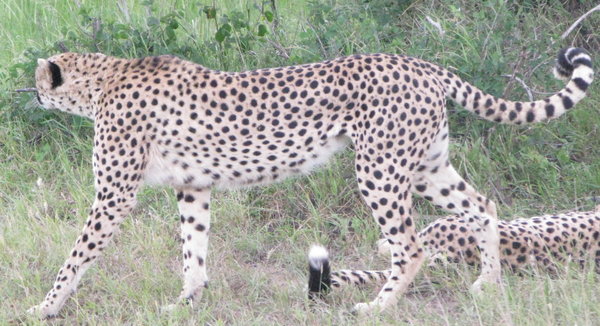 Cheetah Prowl