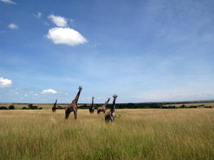 Girafffe Family