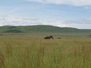 Elephant and Mountain