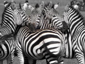 Zebra Maze