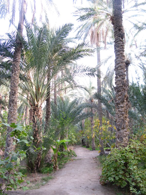 avenue of palm trees