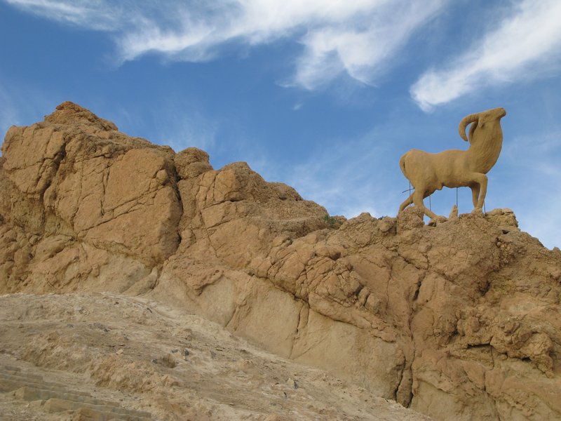 goat on a mountain