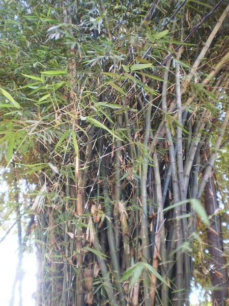 Pretty Bamboo