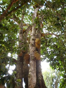 jackfruit trees