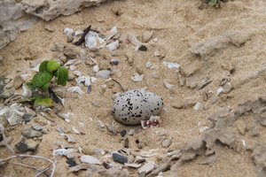Oyster Catcher Nest - Bockness