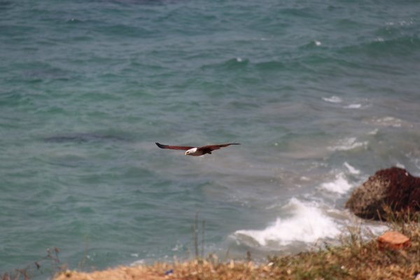 'Coconut' eagle from cliff edge
