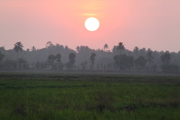 Sunset on rice paddy 