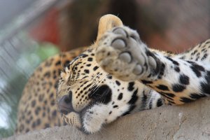 Leopard at rest 