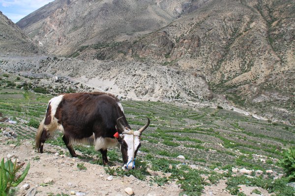 Our first close encounter of the Yak kind