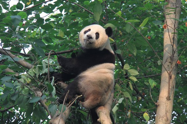 Panda in Tree
