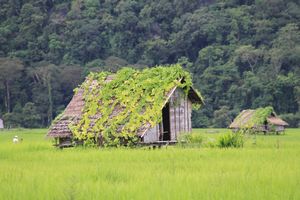 Local rice hut