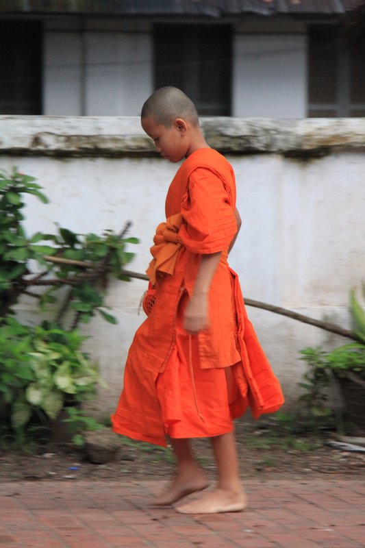 Monk in Morning 