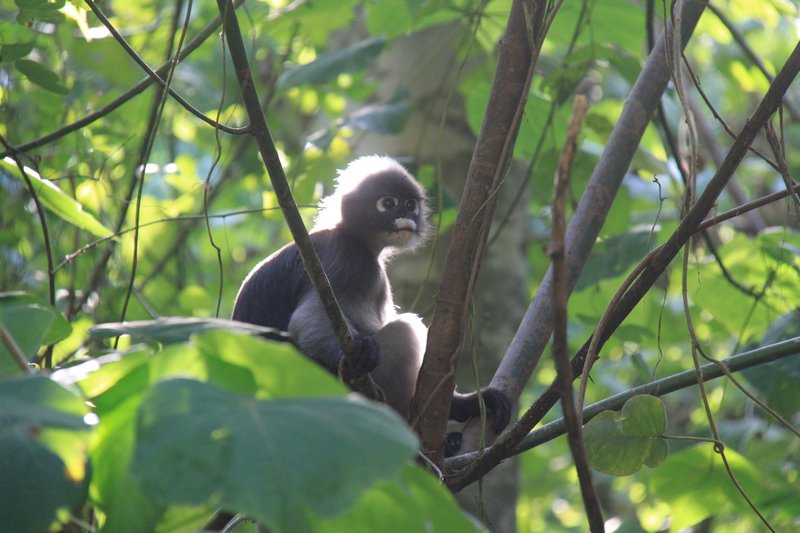 Wild Gibbon