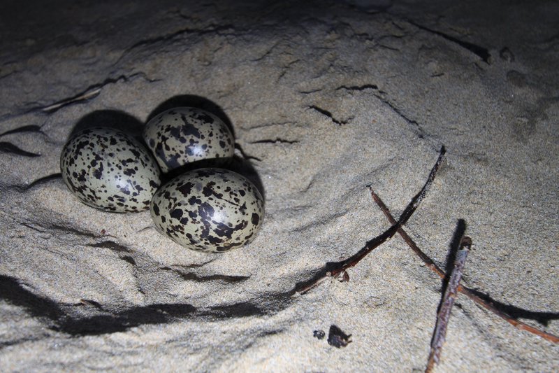 Oyster Catchers Nest