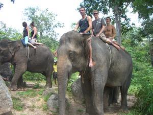 Group elephant 2