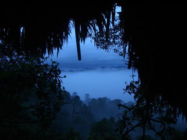 Dawn in the Jungle