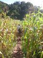 Corn field path