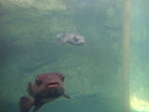 Kogelvissen in een aquarium