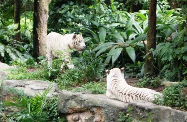 009012025 Singapore Zoo (31)