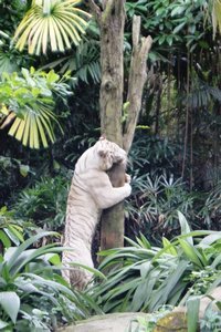 009012025 Singapore Zoo (42)