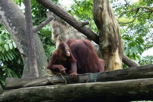 009012025 Singapore Zoo (70)