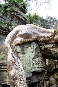 009012029 Angkor - Ta Prohm (44)