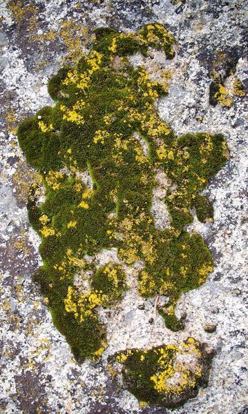 Granite, Moss, Lichens