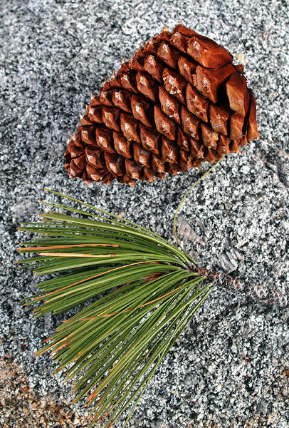 Jeffrey Pine (Pinus jeffreyi)