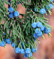 Western Juniper berries (Juniperus occidentalis) 