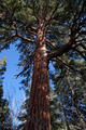 the majestic Jeffrey Pine (Pinus jeffreyi)