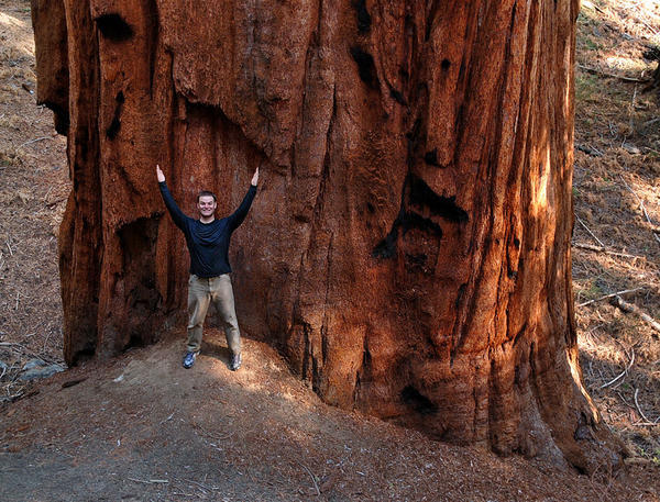 how big is a mature Sequoia? This Big!