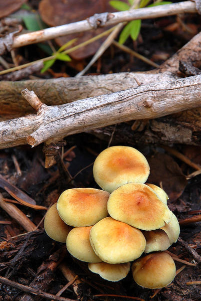 Mushrooms, Sequoia forest floor