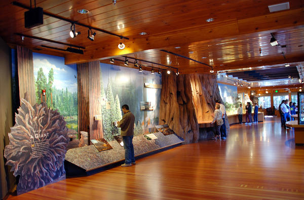 Inside the Giant Forest Museum