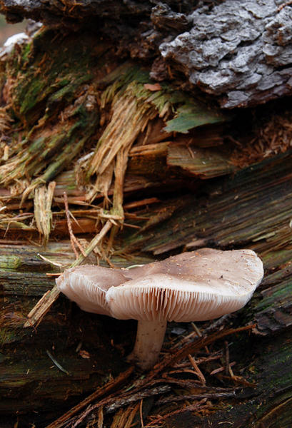 mushroom on a Fir log