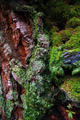 Sequoia trunk moss