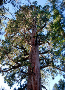 Sequoia Canopy-250 feet up! 