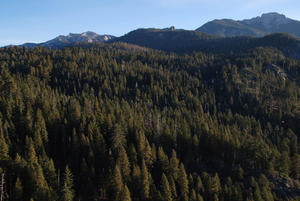 Dense Conifer Forest, Sequoia National Park