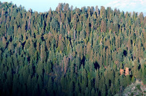Dense Conifer Forest, Sequoia National Park