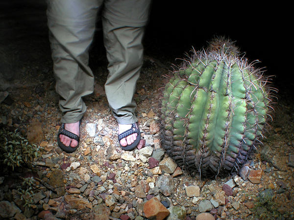 Feet, Cactus