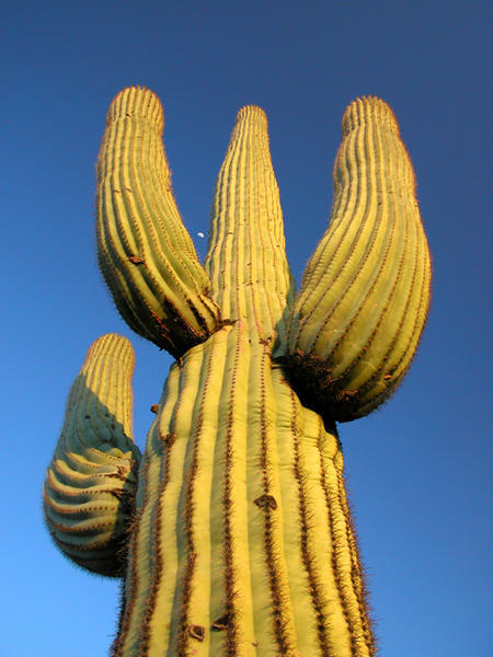 Giant Saguaro Cactus, Half Moon