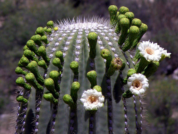 Saguaro Crown with Flowers